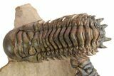 Pair of Crotalocephalina Trilobite Fossils - Lghaft, Morocco #250011-2